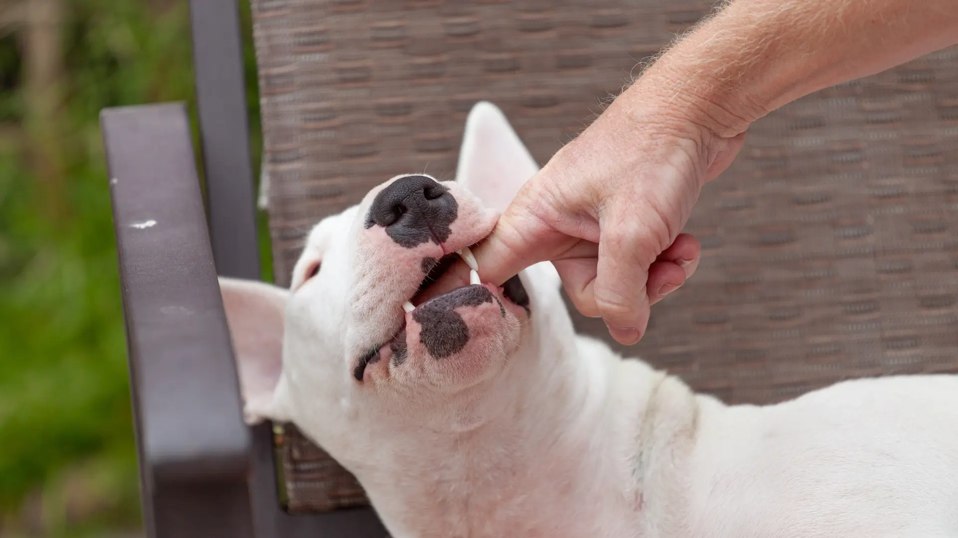 Dog Bites